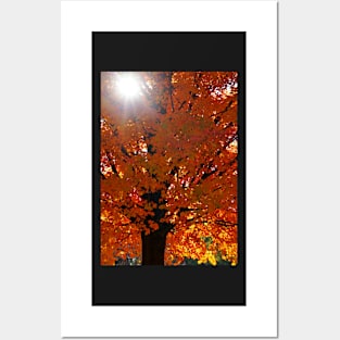 Vertical Autumn Orange Maple Tree Posters and Art